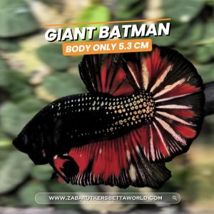 Rare betta fish  Giant Batman