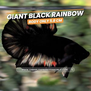 Rare  Giant Black Rainbow Junior