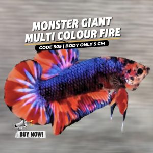 Betta Giant Multi colour fire