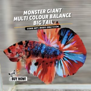 Betta Giant Multi colour balance big tail