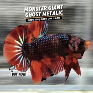 Monster Betta Giant Ghosh Metalic