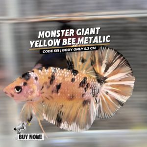Betta Giant Yellow Bee Metalic
