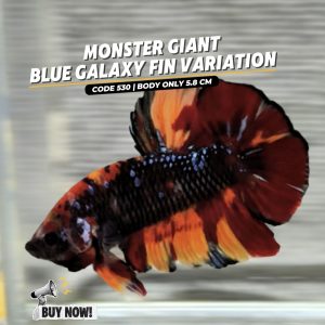 Big Betta Giant Blue Galaxy fin Variation