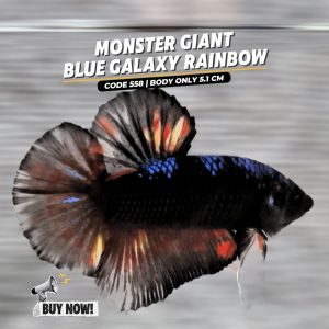 Big Betta Giant Blue Galaxy Rainbow