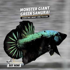 Rare Betta Giant Green Samurai