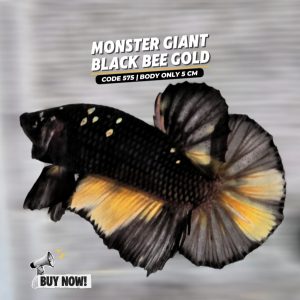 Monster Betta Giant Black Bee