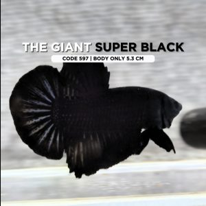 Giant Super Black