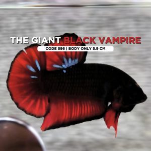 Betta Monster Giant Black Vampire