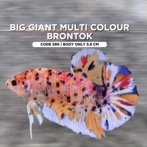 Big Betta Giant Multi colour Brontok