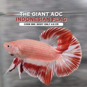 Rare Giant Aoc Indonesian flag