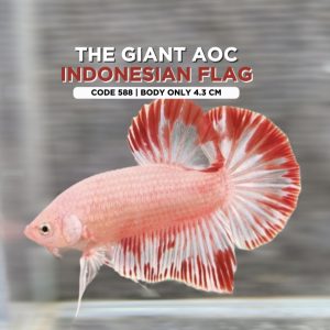 Rare Giant Aoc Indonesian flag