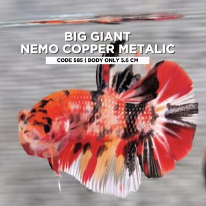 Betta Giant Nemo Copper Metalic