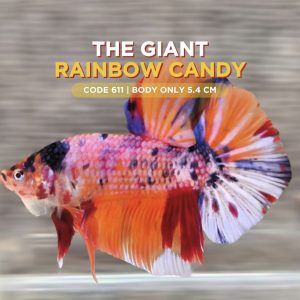 Betta Giant Rainbow Candy