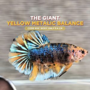Big Betta Giant Yellow Metalic