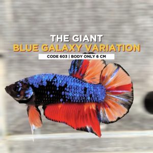 Big Betta Giant Blue Galaxy Variation