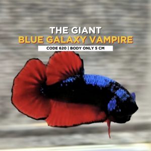 Betta Giant Blue Galaxy Vampire