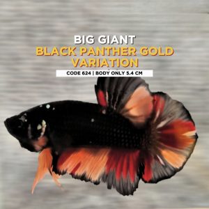 Betta Giant Black Panther gold Variation