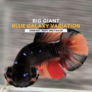 Big Betta Giant Blue Galaxy Variation