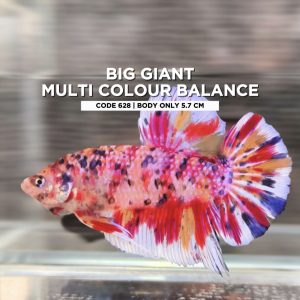 Big Betta Giant Multi colour balance