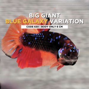 Big Betta Giant blue Galaxy Variation