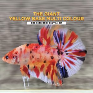 Betta Giant Hmpk Yellow base multi colour