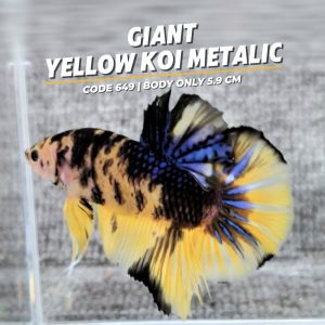 Big Betta Giant Yellow Koi Metalic