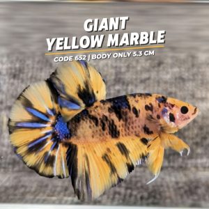 Betta Giant Yellow Marble