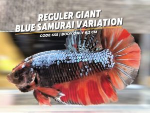 Reguler Giant Blue Samurai Variation