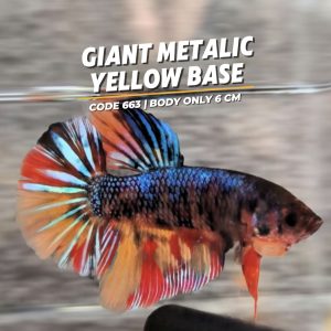 Big Giant Yellow Base Metalic