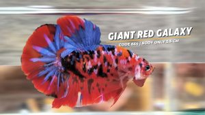 Big Giant Red Galaxy