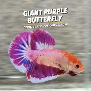 Betta Giant Purple Butterfly