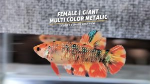Sorority Female Big Giant Multi colour Metalic