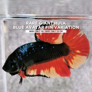 Rare Giant Betta Hulk Blue Avatar fin Variation