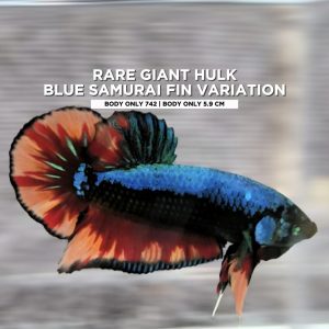 Rare Giant Betta Hulk Blue Samurai fin Variation